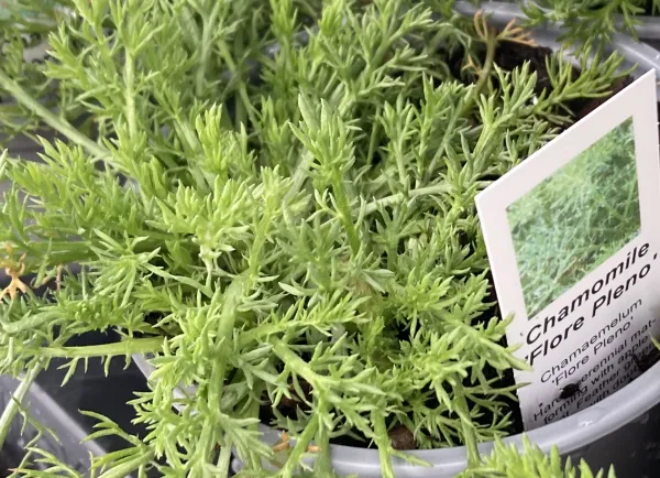 Lawn Chamomile 'Flore Pleno'